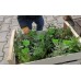 Комплект подправки за всеки градинар с табелки - 12 бр. билки 